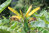 Isabelle Vagneron © Cirad - Symptoms associated with Fusarium wilt of banana - Laos